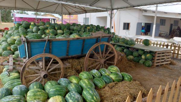Maior comedor de melancia será conhecido em Içara