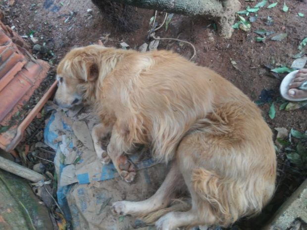 Entre a vida e a morte: cachorra é resgatada após ser abandonada