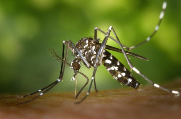 Quais os remédios contraindicados em caso de Dengue?