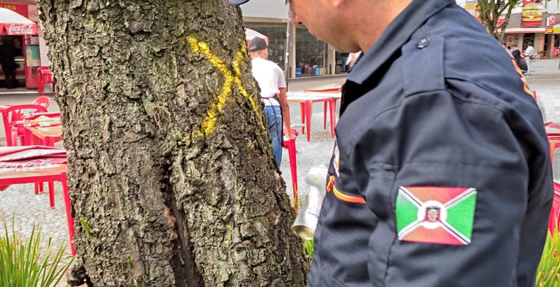 Árvore tóxica será retirada da Praça Nereu Ramos