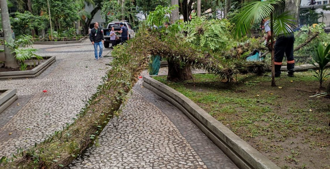 Árvore tóxica é retirada da Praça Nereu Ramos