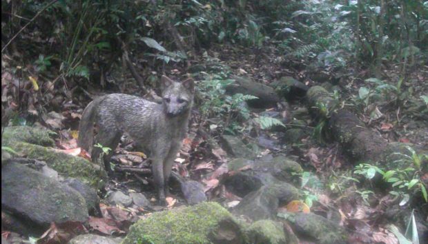 Ação de monitoramento contribui para preservar fauna nativa de Criciúma