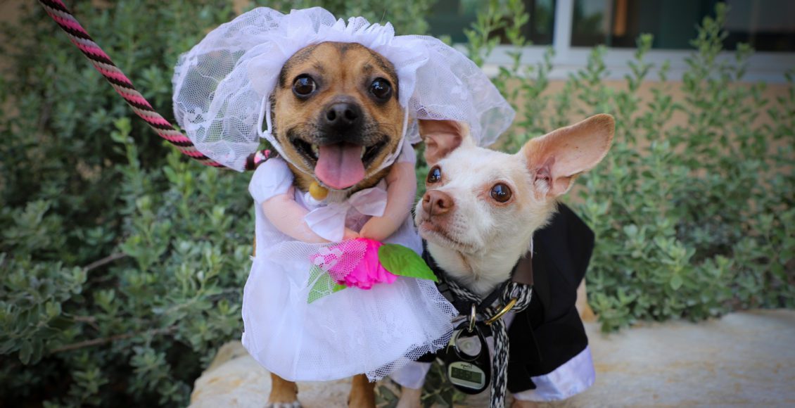 Casamento canino. Chihuahuas celebram união em abrigo; veja fotos