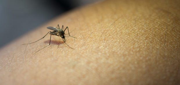 Siderópolis desenvolve programa de combate à dengue nas escolas
