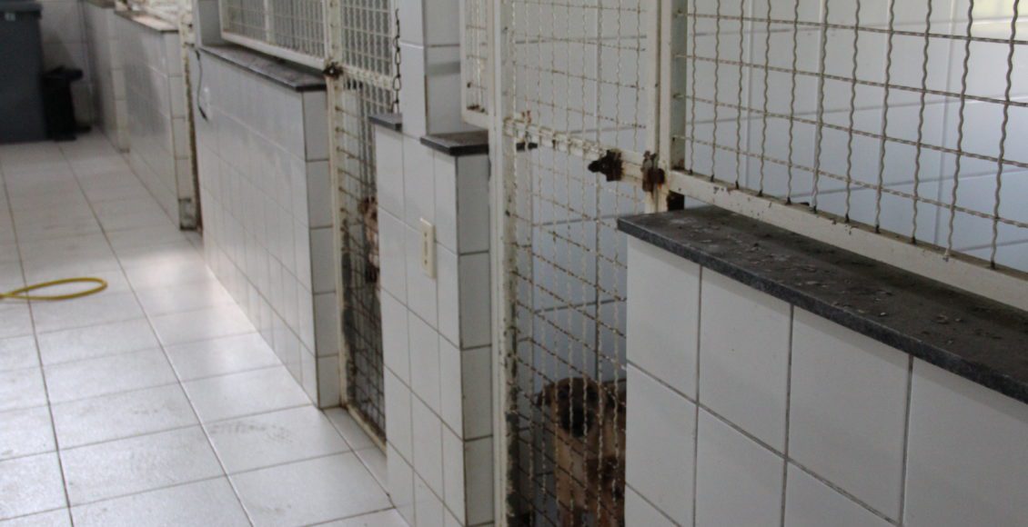 Núcleo de Bem-Estar Animal castra cerca de 200 animais por mês em Criciúma