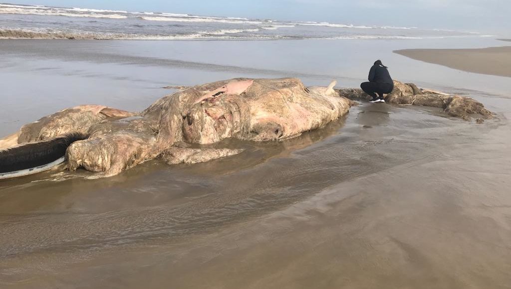 Carcaças de baleia e tartarugas são encontradas em praia de Araranguá (2)