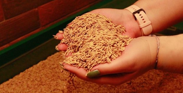 Safra 2022/23 início da plantação de arroz traz boas expectativas para a indústria