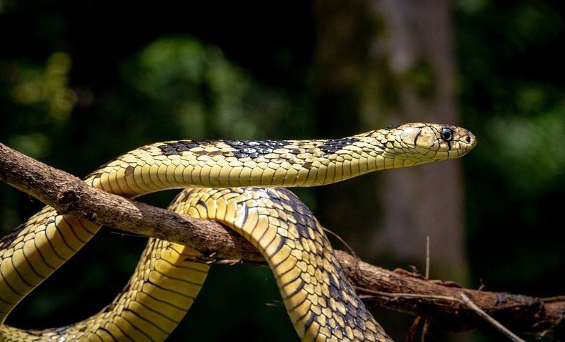 Saiba o que fazer e o que evitar se encontrar uma cobra em casa