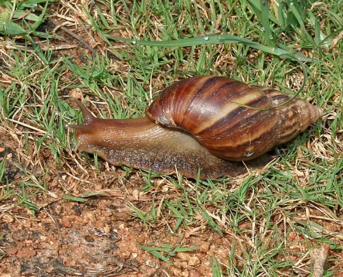 The presence of African snails in Morro da Fumaca leaves the population on alert