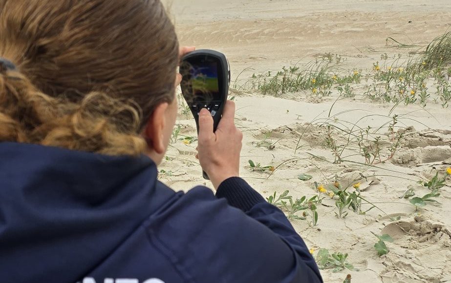 Elefante marinho dá a luz em praia de Garopaba, fato inédito no Brasil (2)