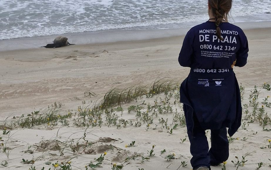 Elefante marinho dá a luz em praia de Garopaba, fato inédito no Brasil (3)