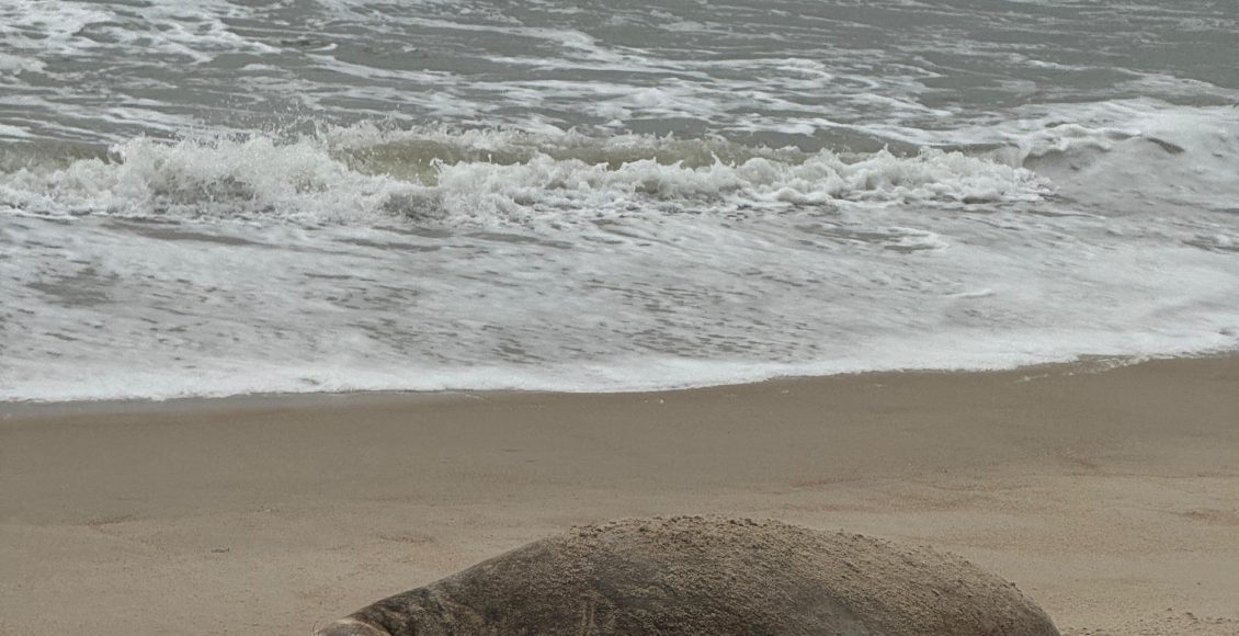 Elefante marinho dá a luz em praia de Garopaba, fato inédito no Brasil (4)