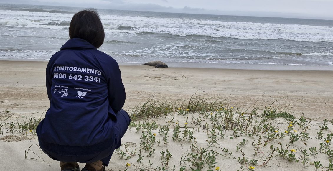 Elefante marinho dá a luz em praia de Garopaba, fato inédito no Brasil (6)