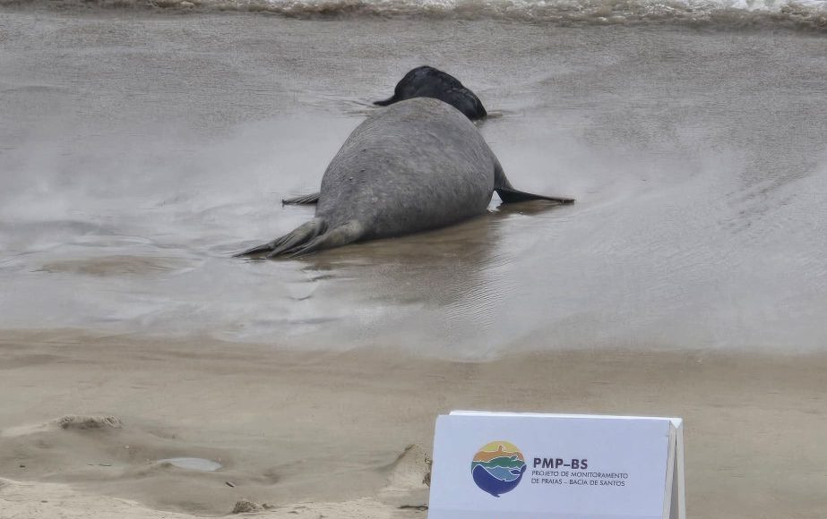 Elefante marinho dá a luz em praia de Garopaba, fato inédito no Brasil (8)